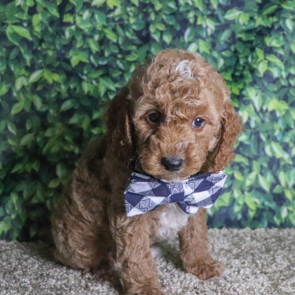 Belen - Available Now