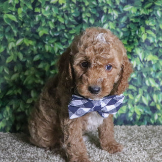 Belen - Available Now