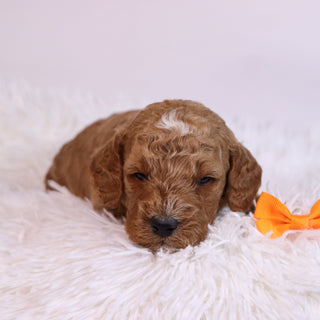 Belen - Available Now