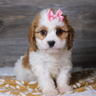 Belinda - Available 12/3