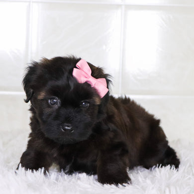 Bell - Available 1/28