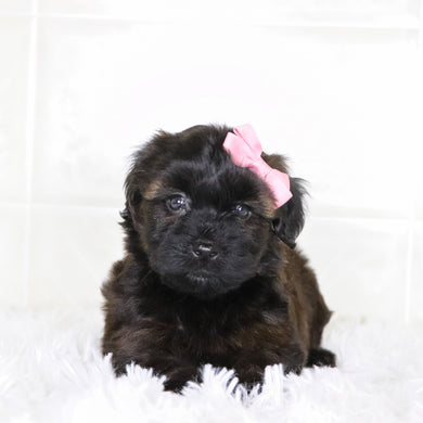 Bell - Available 1/28