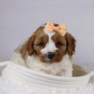 Bella - available 12/3