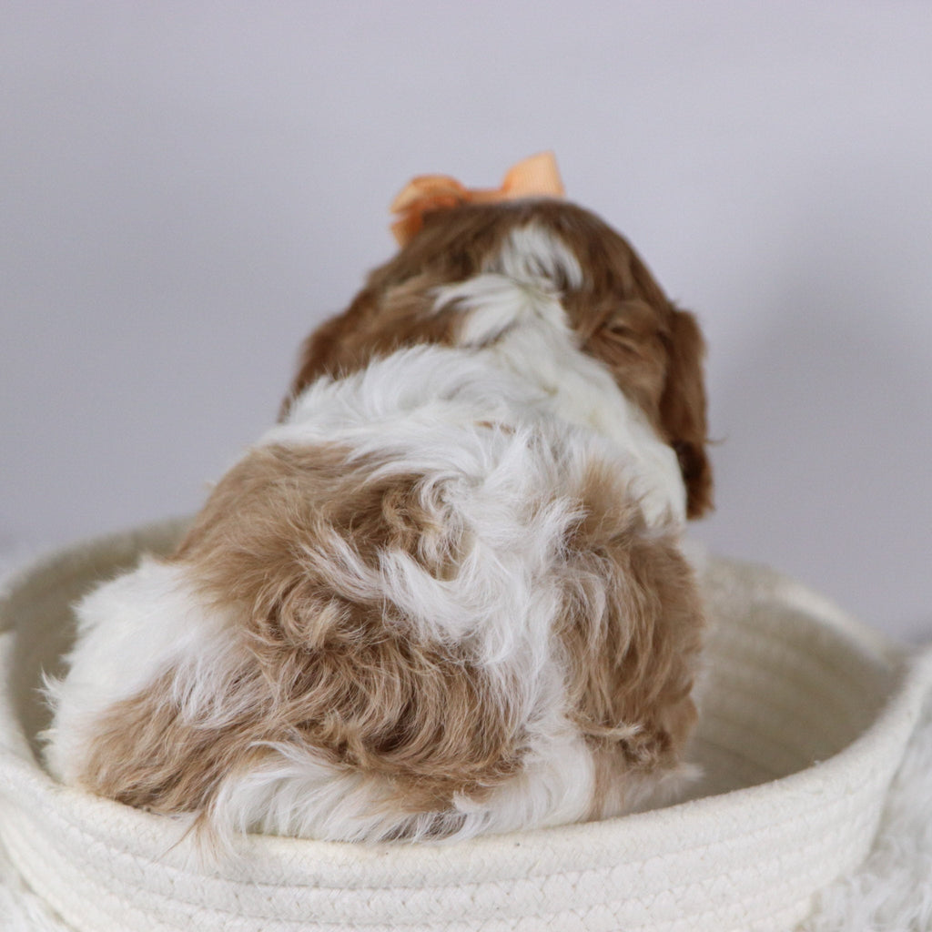 Bella - available 12/3