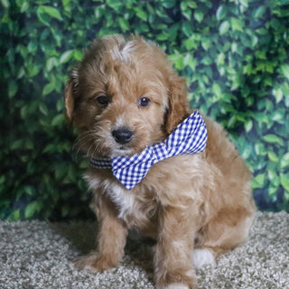 Ben - Available 12/10