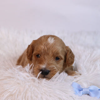 Ben - Available 12/10