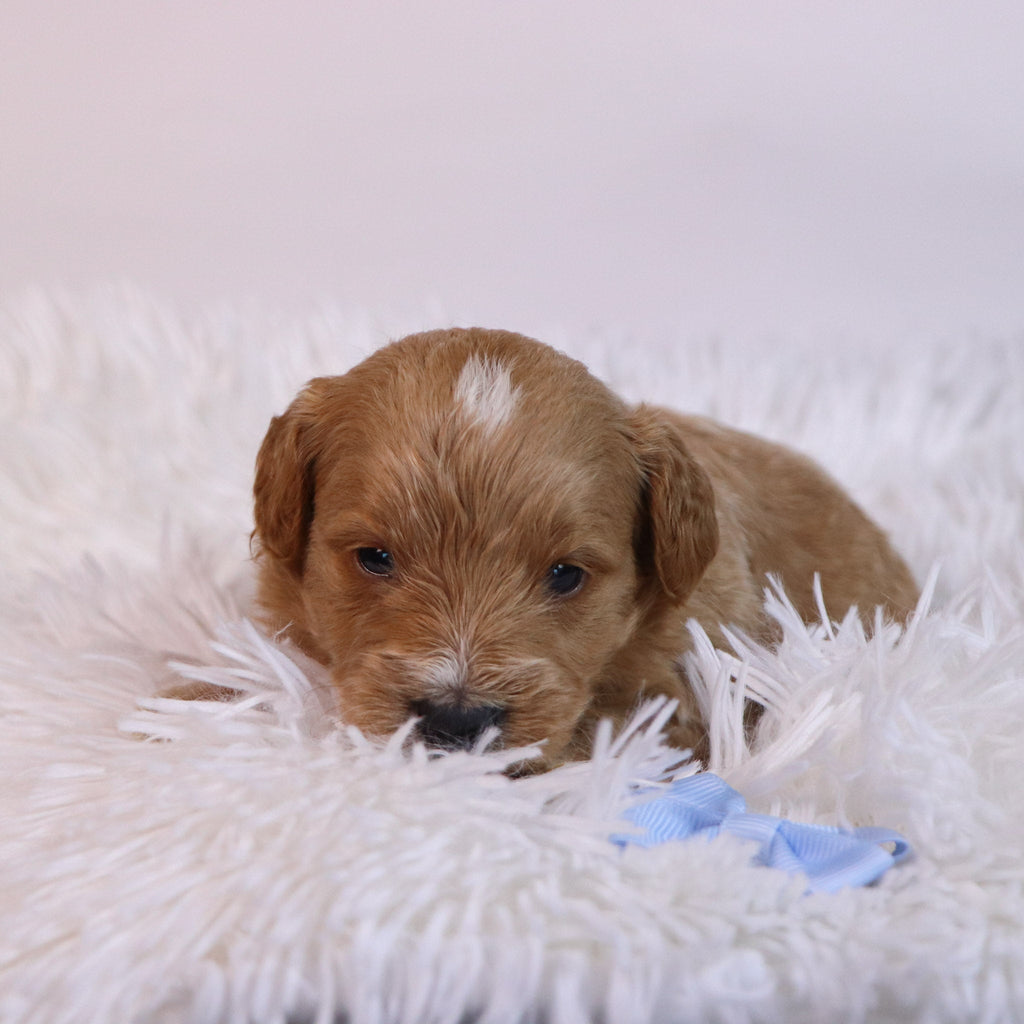 Ben - Available 12/10