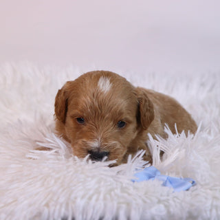 Ben - Available 12/10