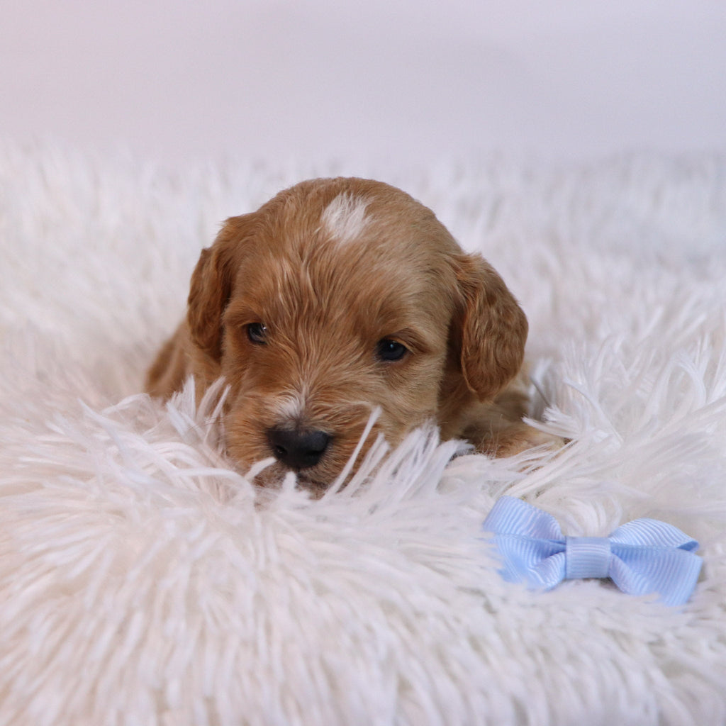 Ben - Available 12/10