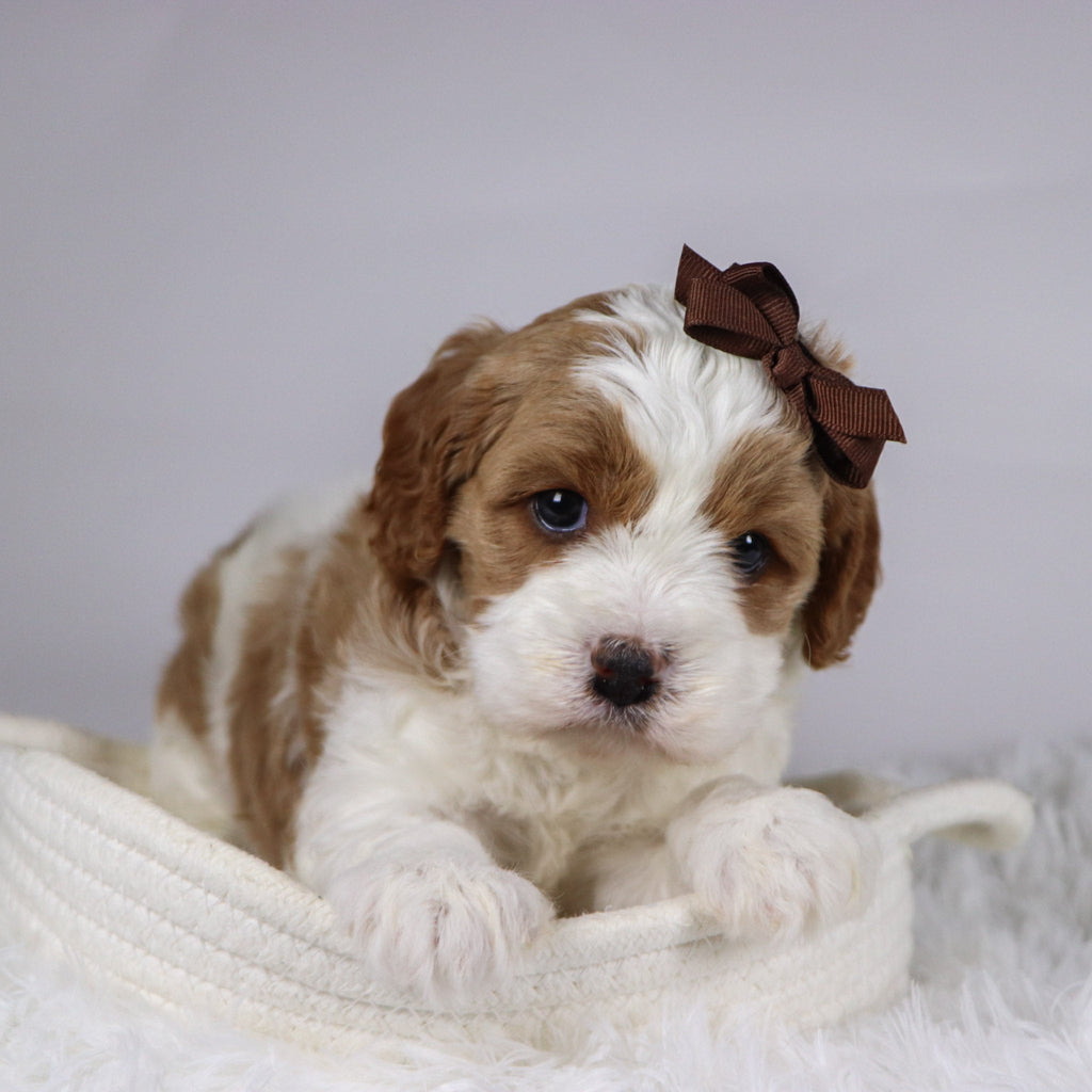 Bena - available 12/3