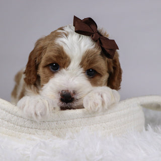 Bena - available 12/3