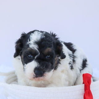 Benji - Available Now