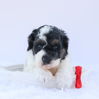 Benji - Available Now