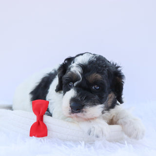 Benji - Available Now