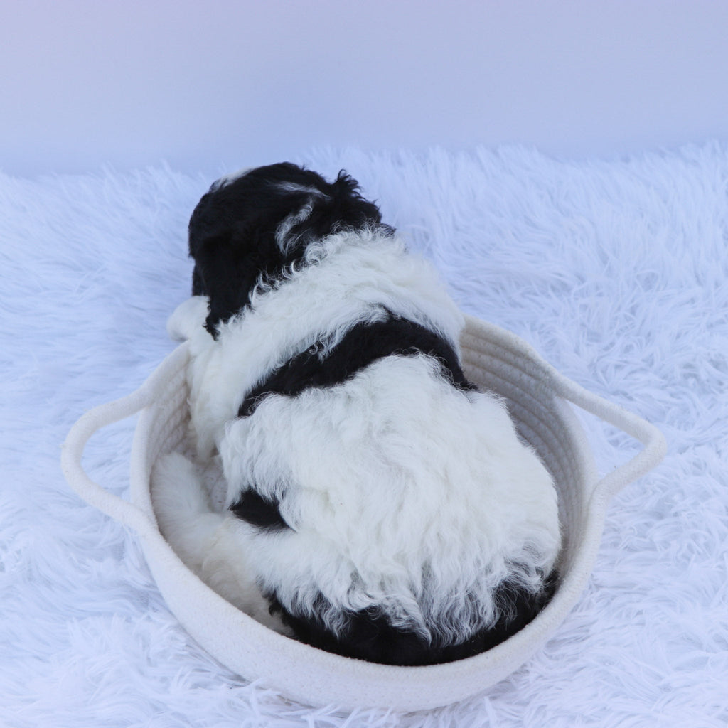 Benji - Available Now