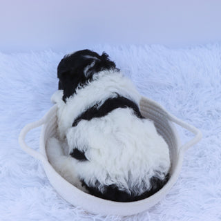 Benji - Available Now