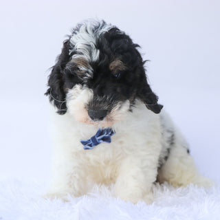 Benji - Available 9/24