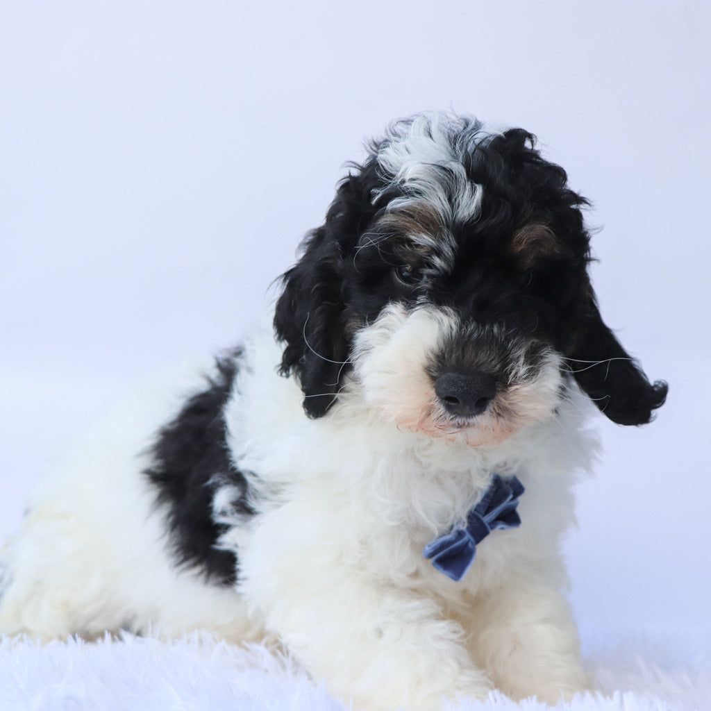 Benji - Available 9/24