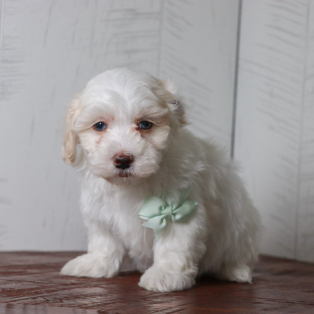 Bennett - Available Now