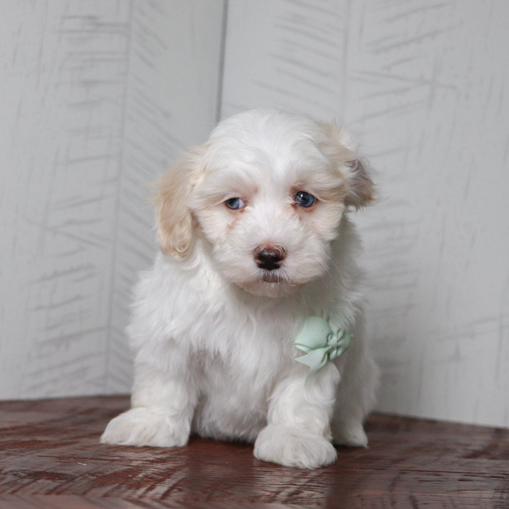 Bennett - Available Now