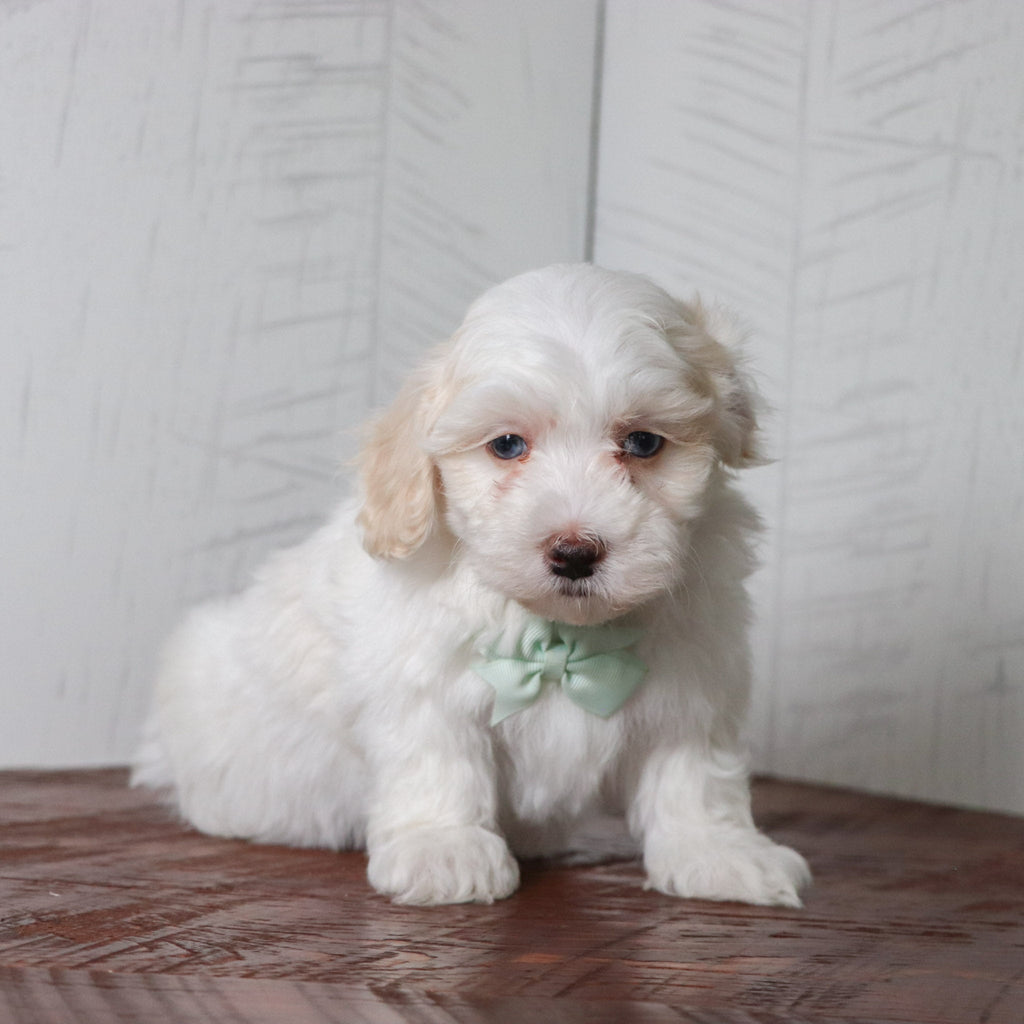 Bennett - Available Now