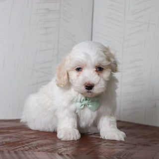 Bennett - Available Now