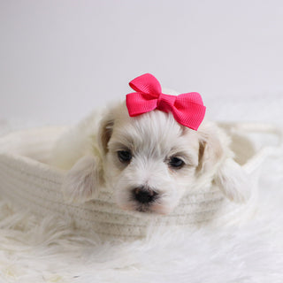 Berit - Available 12/3