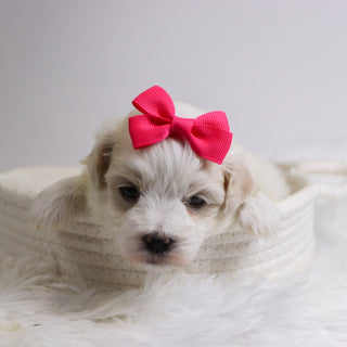 Berit - Available 12/3