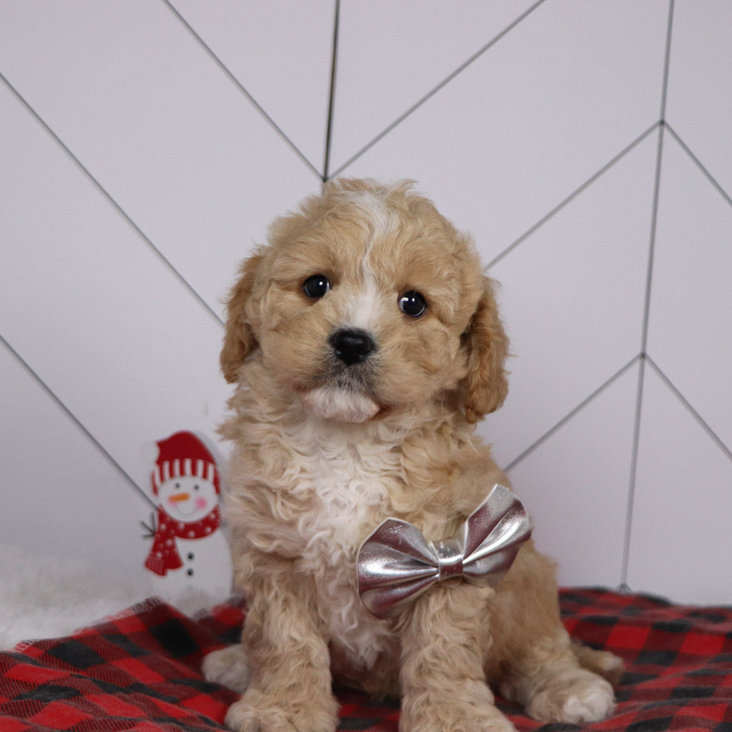 Berlin - Available 1/8