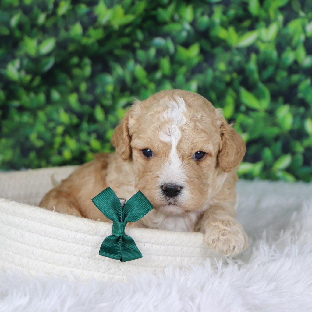 Berlin - Available 1/8