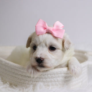 Bernice - Available 12/3