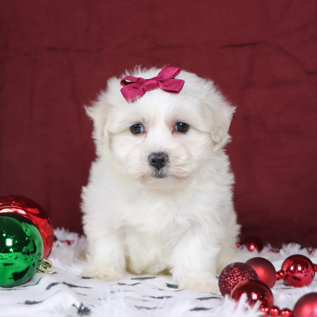 Bernice - Available 12/3