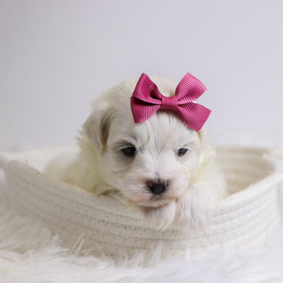 Bertha - Available 12/10