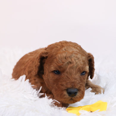 Berton - Available 12/10