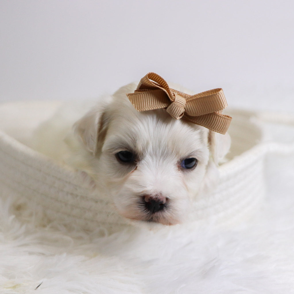 Beryl - Available Now