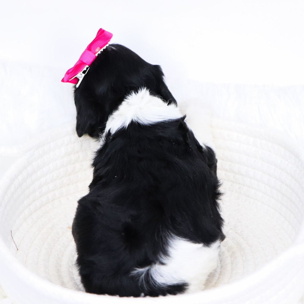 Bess - Available 12/3