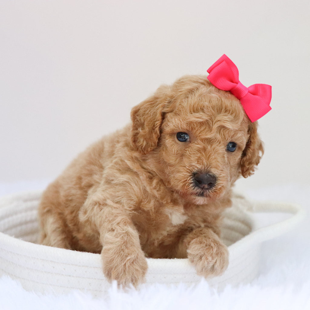 Beverly - Available 9/3