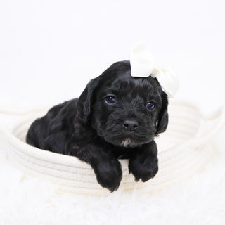 Beverly - Available 12/3