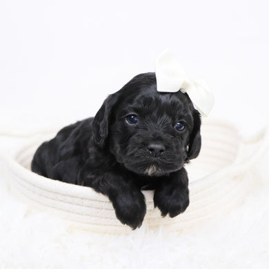 Beverly - Available 12/3