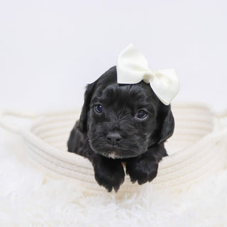 Beverly - Available 12/3