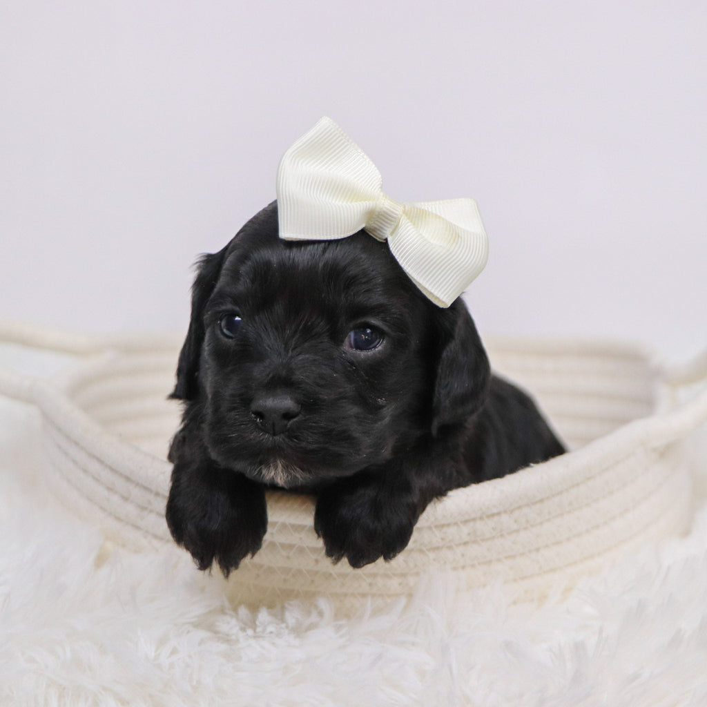 Beverly - Available 12/3