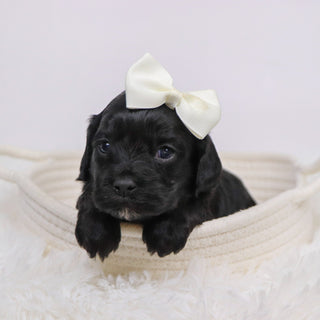 Beverly - Available 12/3