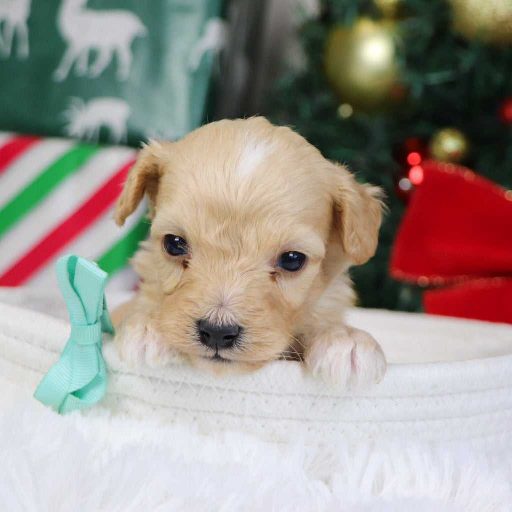 Bexley - Available 1/21