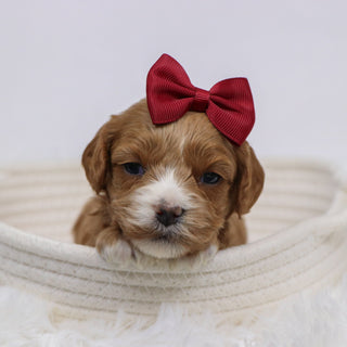 Beyla - Available 12/3