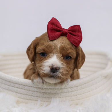 Beyla - Available 12/3