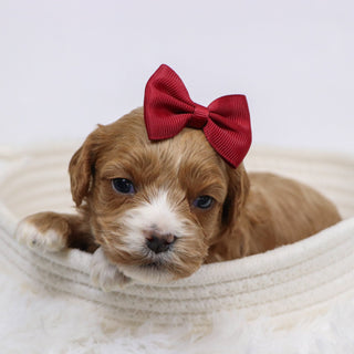 Beyla - Available 12/3