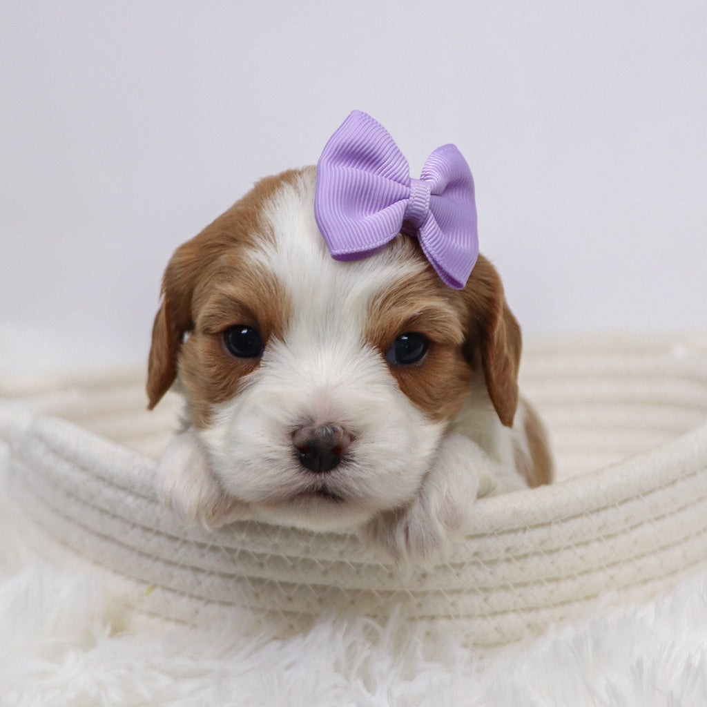 Bibi - Available 12/3