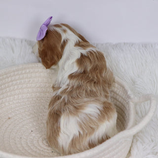 Bibi - Available Now