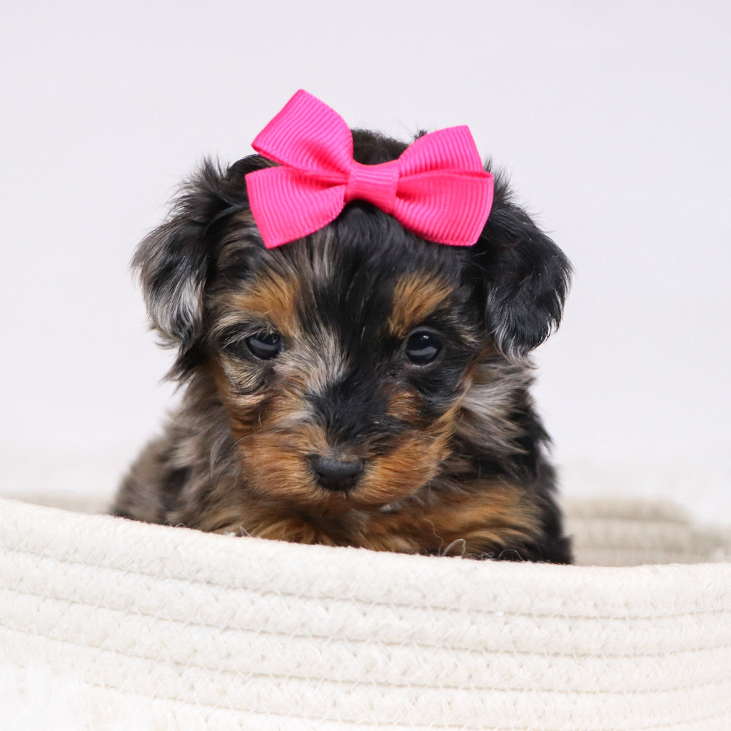 Billie - Available 12/3