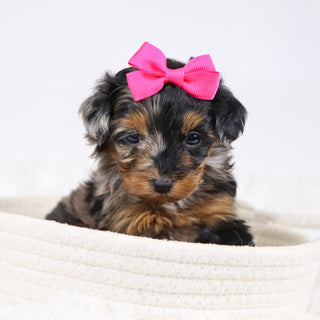 Billie - Available 12/3